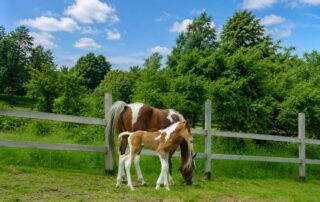 foal-not-nursing