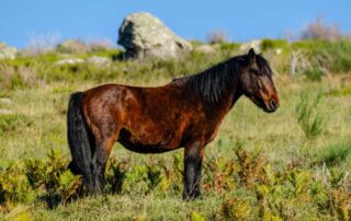 garrano-horse-breed-guide