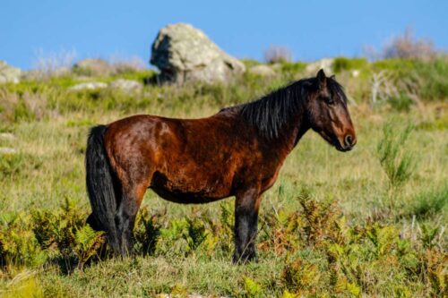 garrano-horse-breed-guide