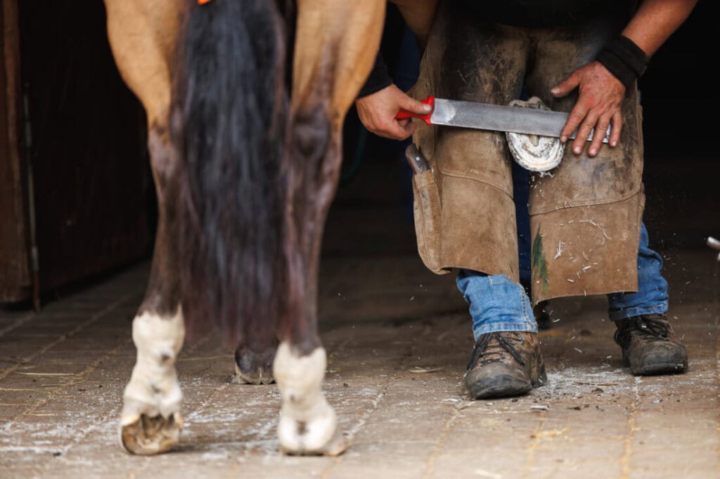 Hoof Shape and Balance in Horses: Anatomy, Posture & Assessing Balance