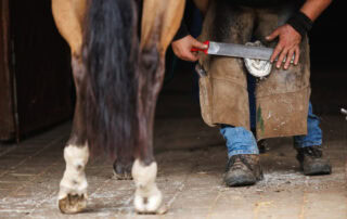 hoof-shape-and-balance-in-horses