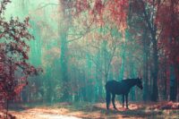 Horses in Folklore & Mythology: Legends, History & Cultural Symbols