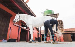 hot hoof in horses