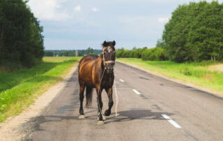 how-to-find-a-lost-horse
