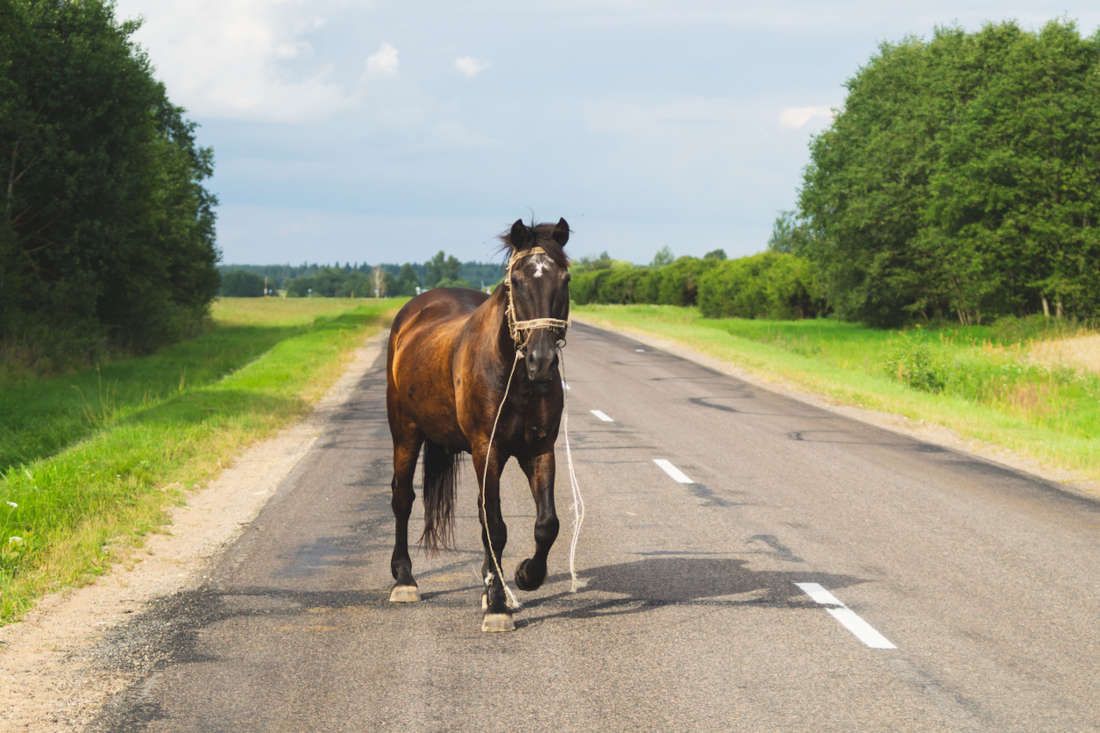 How to Find a Lost Horse: Search Steps & Recovery Tips