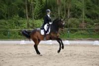 How to Ride Flying Lead Changes in Dressage: Training Tempi Changes