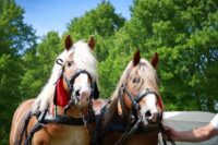 Hungarian Coldblood Horse Breed Guide: Characteristics, Health & Nutrition