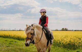 jaundice-in-horses