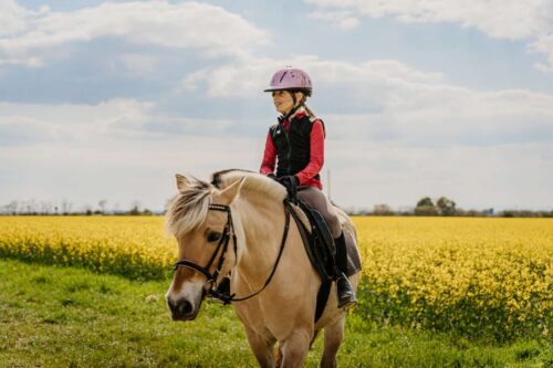 jaundice-in-horses