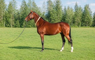 karabair-horse-breed-guide