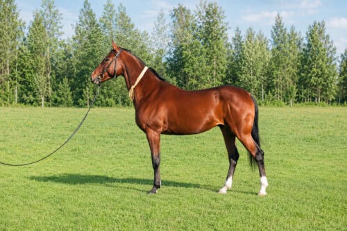 karabair-horse-breed-guide