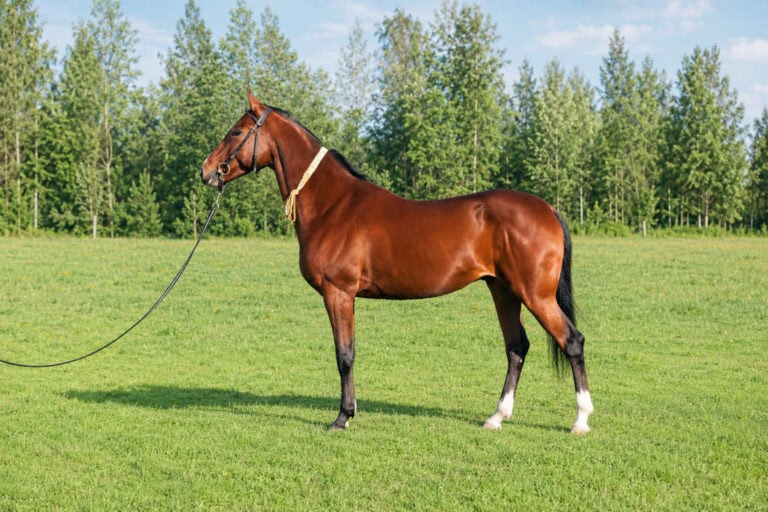 karabair-horse-breed-guide