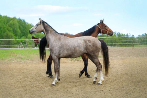 kustanai-horse-breed-profile