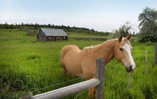 levothyroxine for horses