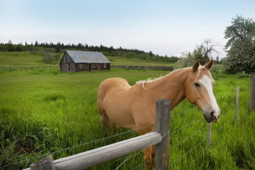 levothyroxine for horses