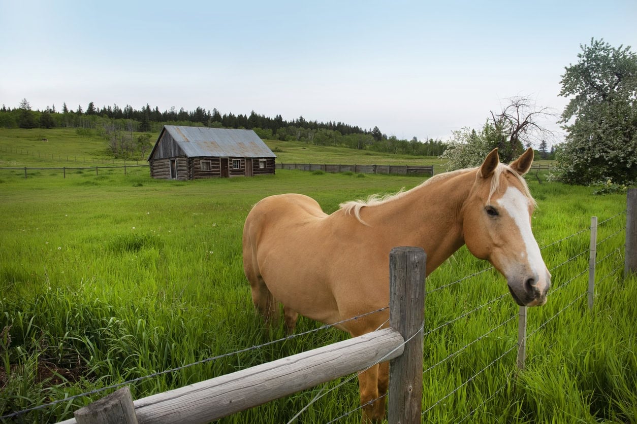 ThyroVet (Levothyroxine) for Horses: Uses, Side Effects & Status in Competition