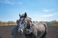 Meloxicam for Horses: Uses, Side Effects & Status in Competition