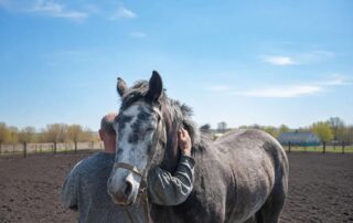 meloxicam-for-horses