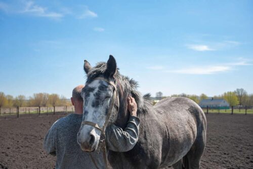 meloxicam-for-horses