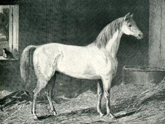 painting of thoroughbred stallion 'messenger'