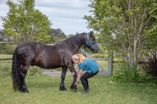 osteopathy-for-horses