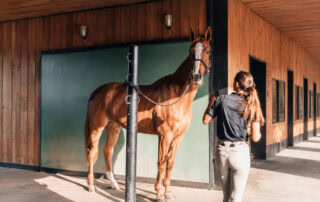penicillin-g-for-horses