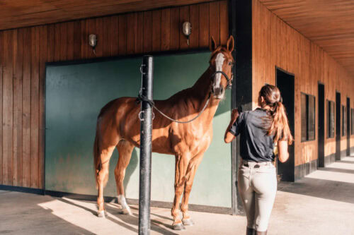 penicillin-g-for-horses