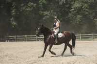 Posting Trot for Beginner Riders: How to Ride in Rhythm with Your Horse