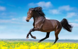 stallions vs. geldings