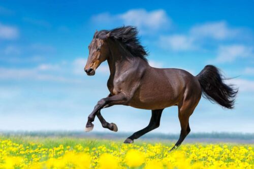 stallions vs. geldings