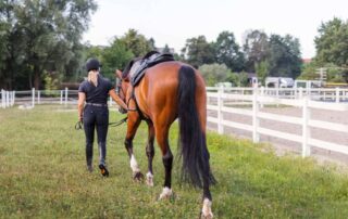 starting-horses-under-saddle