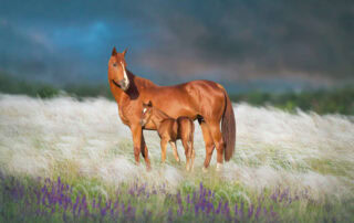 swollen-umbilicus-in-foals