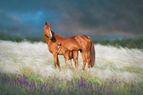 swollen-umbilicus-in-foals