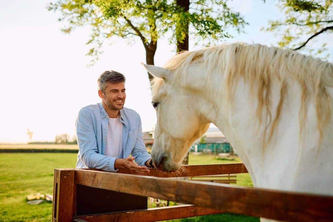 Intravenous Xylocaine® (Lidocaine) for Horses: Uses, Side Effects & Status in Competition