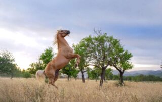 why-horses-rear-and-how-to-stop-it-1