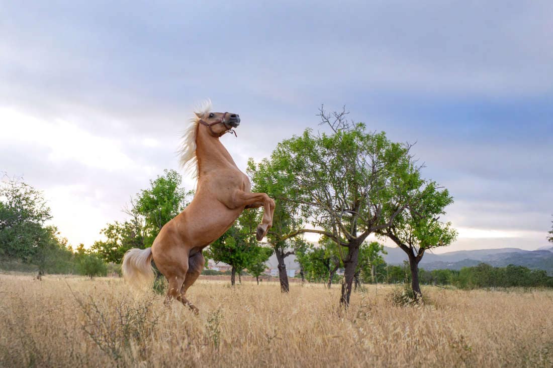 Why Do Horses Rear? Causes, Prevention & Safe Handling Tips