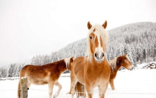 winter-diarrhea-in-horses