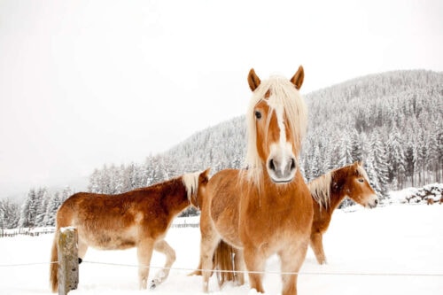 winter-diarrhea-in-horses