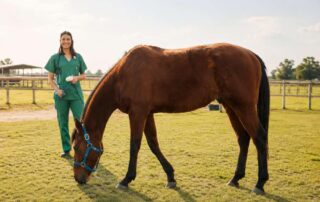 annual-wellness-exams-for-horses