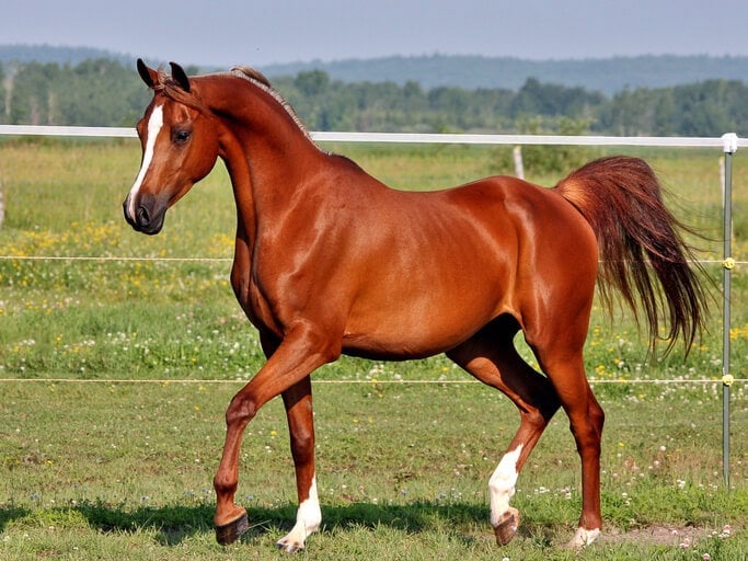 Arabian horse