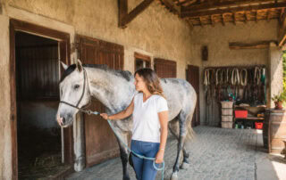 basic-horse-handling-guide