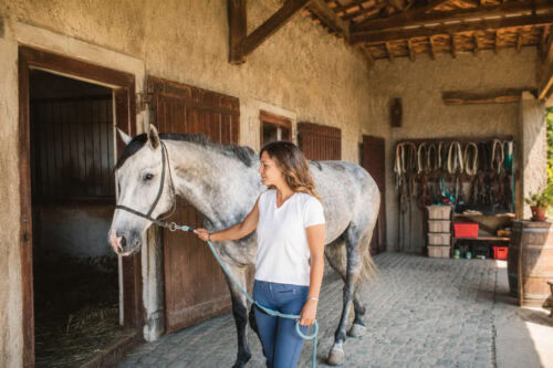 basic-horse-handling-guide