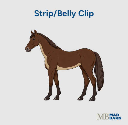 belly clip on a horse