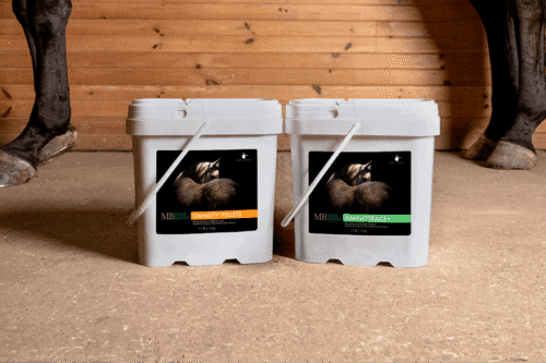 What are the Best Supplements for Senior Horses?