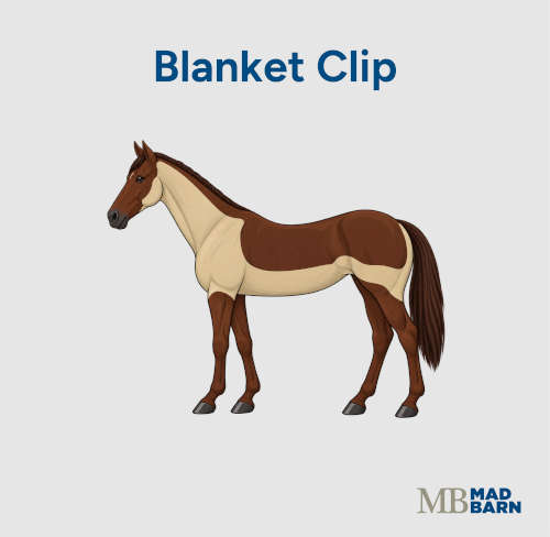 blanket clip on a horse