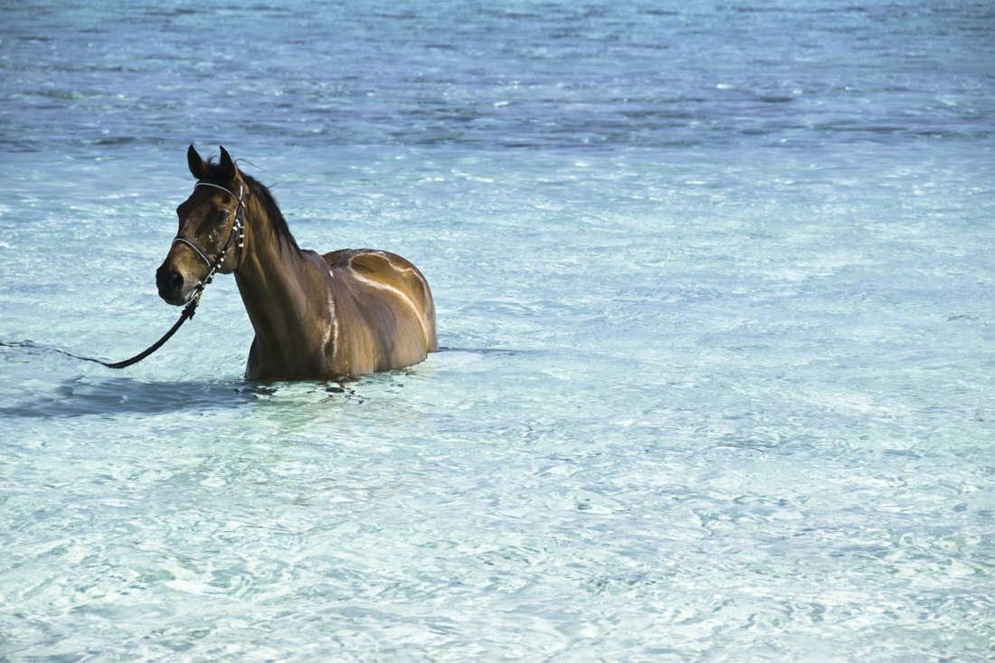 Can Horses Swim? Benefits, Risks & Safety Tips