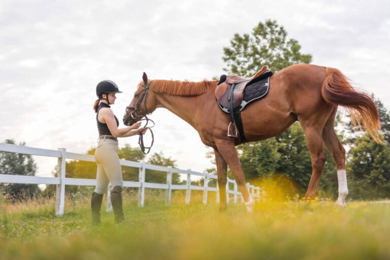 carbon-dioxide-wound-therapy-for-horses