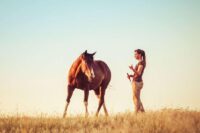 Causes of Lameness in Horses: Symptoms, Diagnosis & Recovery