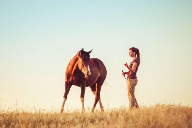 causes-of-lameness-in-horses