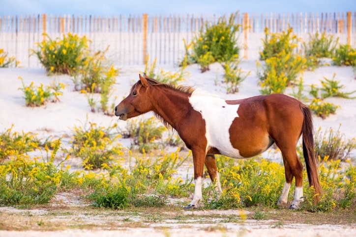 Chincoteague pony